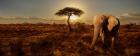 Elephant and Tree