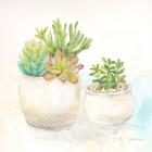 Sweet Succulent Pots I