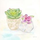 Sweet Succulent Pots III