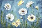 Daisies and Butterfly Meadow