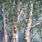 Eucalyptus Trees