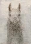 Llama Portrait