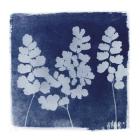 Flora Cyanotype II