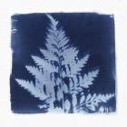 Flora Cyanotype II