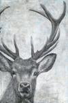 Portrait of a Deer