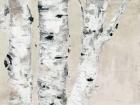 Birch Tree Close Up Neutral