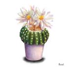 Cactus Flowers IX