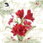 Merry Amaryllis IV