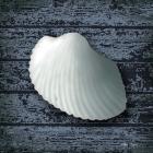 Seashore Shells Navy I