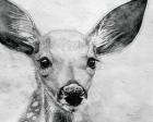 Portrait of a Fawn