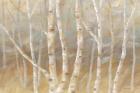 Autumn Birch landscape