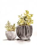 Gray Potted Plants