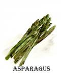 Veggie Sketch I-Asparagus