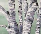 Birch Tree Close Up II