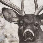 Deer Portrait