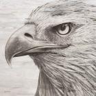 Portrait of an Eagle