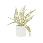 Potted Fern V