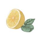 Citrus Limon IV