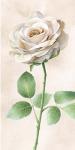 Ivory Roses Panel I