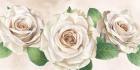 Ivory Roses Landscape I