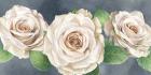 Ivory Roses on Gray Landscape I