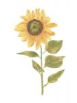 Single Sunflower Portrait II