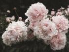 Peony Poetry I