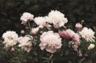 Peony Poetry II