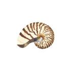 Oceanum Shells White III-Nautilus