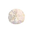 Oceanum Shells White IV-Sand Dollar