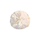 Oceanum Shells White IV-Sand Dollar