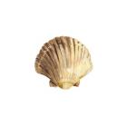 Oceanum Shells White V-Scallop