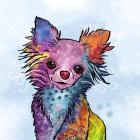 Colorful Pets I