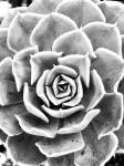Peace Love & Succulent black and white