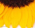 Sunflower Closeup