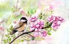 Spring Chickadee and Apple Blossoms