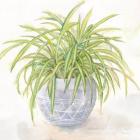 Houseplant II-Spider Plant