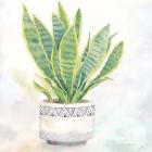 Houseplant IV-Snake Plant