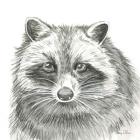 Watercolor Pencil Forest VI-Raccoon