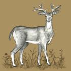 Watercolor Pencil Forest color XI-Deer 2