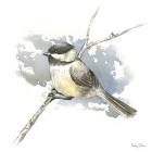 Birds & Branches III-Chickadee