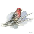 Birds & Branches IV-House Finch