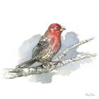 Birds & Branches IV-House Finch