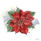 Winter Poinsetta I