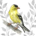 Backyard Birds III-Goldfinch I