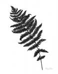 Neutral Fern black I