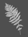 Neutral Fern on grey I