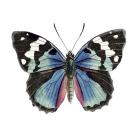 Butterfly Botanical II