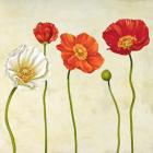 Coquelicots (Detail)