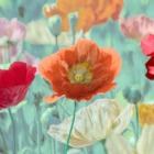 Poppies in Bloom I